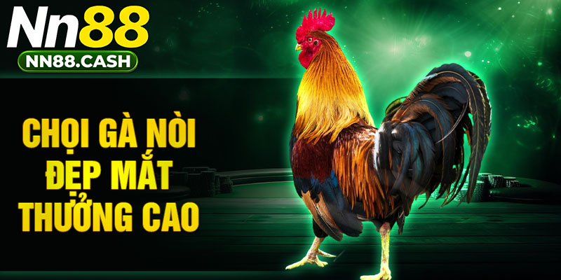 Chọi gà nòi đẹp mắt thưởng cao