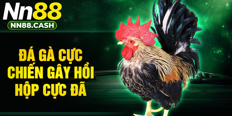 Đá gà cực chiến gây hồi hộp cực đã